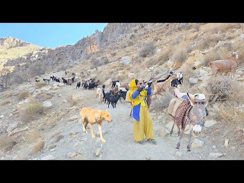 The difficult migration of mountain nomads: crossing rocky and dangerous paths