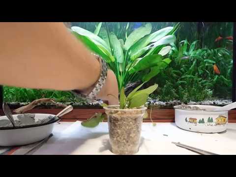 Reproduction of Echinodorus. Planting in cups.