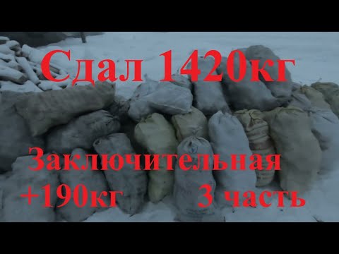 Сдал всю чагу накопленную за 3 месяца.