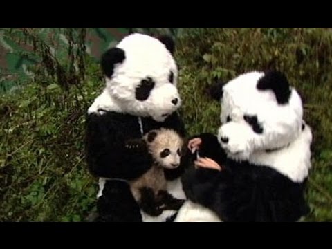 10 Perfect Panda Stories in Honor of Bao Bao | ABC News Remix