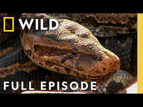 Ranking World's Deadliest Snakes (Full Episode) | Dangerous Encounters | Nat Geo Animals