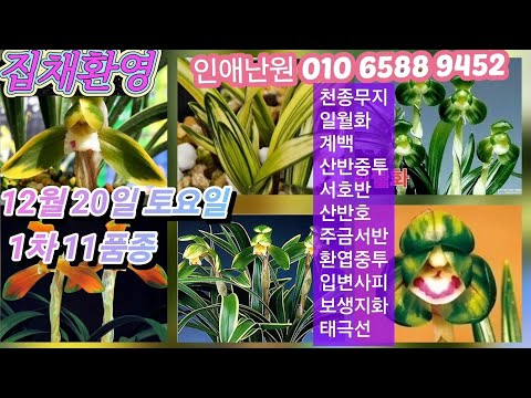 12월 20일 토/1차 천종무지 계백 일월화 산반중투 입변서호반 산반호 주금서반 환엽중투 입변사피 태극선 보생지화 11품종 판매합니다
