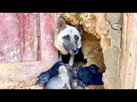 I didn’t expect this! The dog mom 🐕 has been hiding here all along for these little lives ❤️👍👍