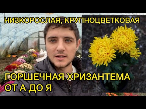 Горшечная хризантема - выращивание, уход.