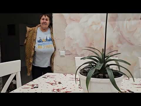 Готовим Голубцы ! Светлана Отрезала Ананас 🍍! Ждем Новый Урожай