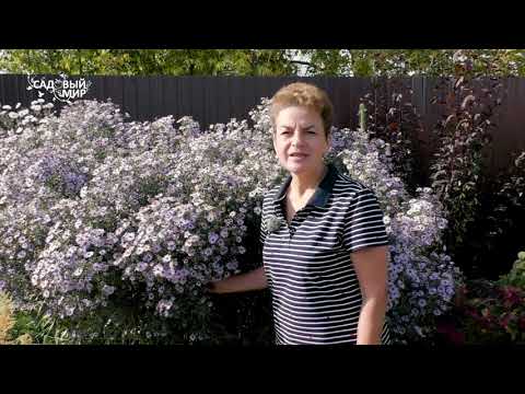 НЕ ПЕРЕСАЖИВАЙТЕ МНОГОЛЕТНИЕ АСТРЫ ОСЕНЬЮ! Как ухаживать за Октябринками - любимыми цветами осени