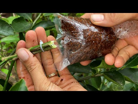 Just know this little trick and you will have 100% rooting success of your lemon tree cuttings