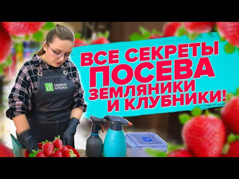 ЗЕМЛЯНИКА ИЗ СЕМЯН - ЭТО ПРОСТО! Как вырастить клубнику из семян