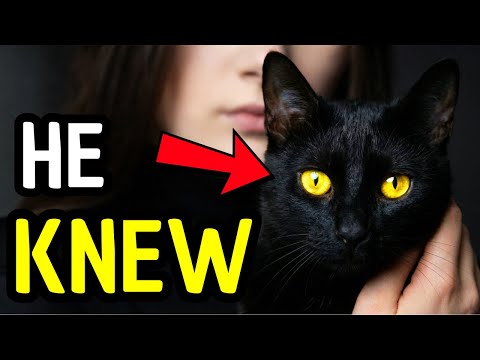 Your Black Cat Is Not Normal (Here’s Why)