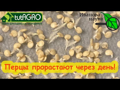 HOW PEPPER SEEDS GERMINATE 100 TIMES FASTER. Accelerated seed germination. Seedlings emerge in ju...