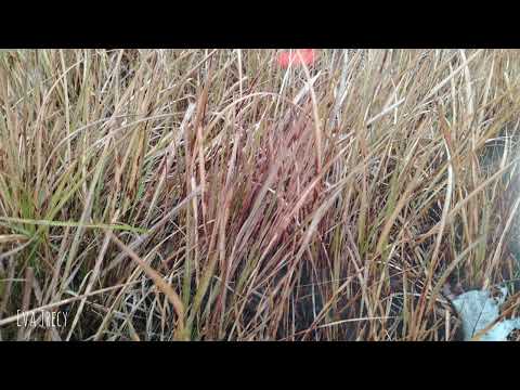 Eva Trecy -- Reading is Not Jab