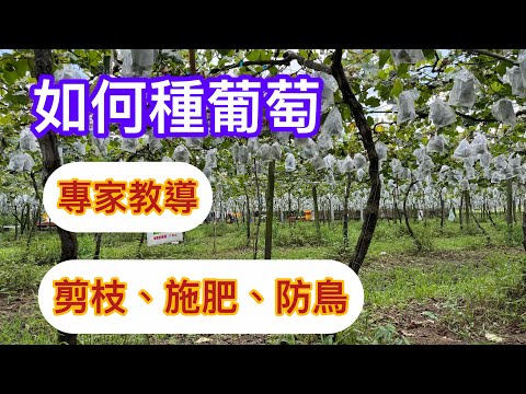 如何種葡萄⁉️聽聽專家的意見：剪枝施肥防鳥How to grow Grapes#巨峰葡萄#Kyoho Grape