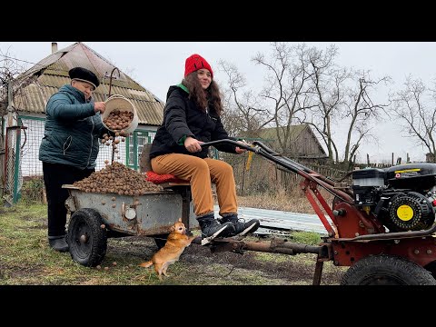 Walnut & Chestnut Harvest in the Village | Countryside Cooking
