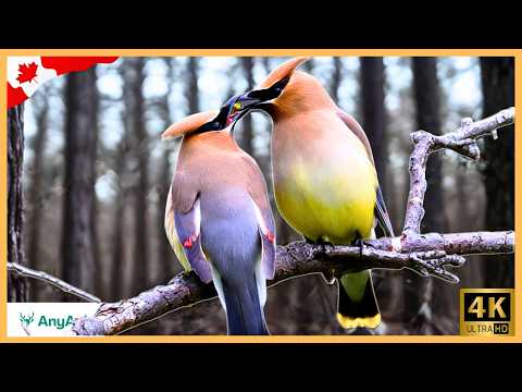 Most Beautiful Birds of Canada - A Cinematic Wildlife Journey | Wildlife Documentary 4K