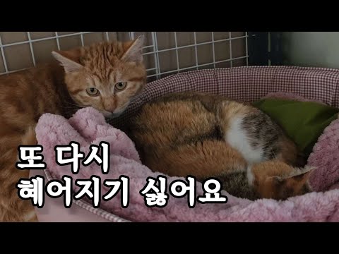 기적처럼 만난 엄마와 아기 고양이..왜 이리 순탄치가 않은 건지..