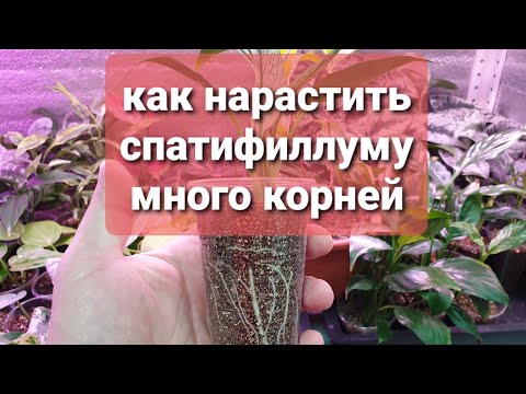 72.  как нарастить спатифиллуму много корней.  t.me/fdob59,  vk.com/fdob59