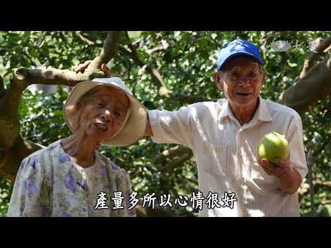 【農夫與他的田】20190118 - 龍洞柚鄉情