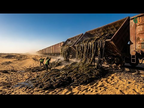 China BURIED 500,000 TONS of SEAWEED in GOBI β 3 Years Later, SHOCKING