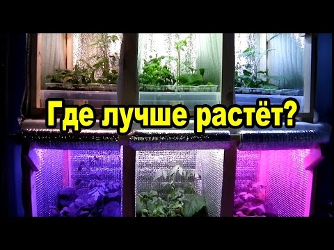 Seedling grow lights – testing six spectrums. Where does it grow best?