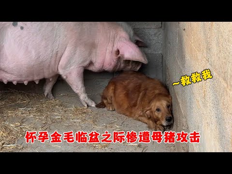 懷孕金毛被主人棄養豬圈，臨盆之際慘遭母豬攻擊，害怕的瑟瑟發抖
