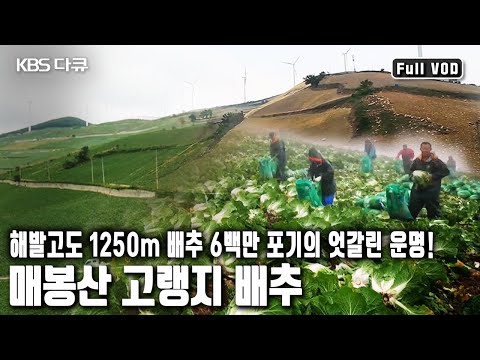 배추 한포기가 견뎌낸 92일의 여름과 그 여름 한 가운데에서 허리 굽혀 배추를 키운 사람들의 이야기~ (KBS 20171021 방송)