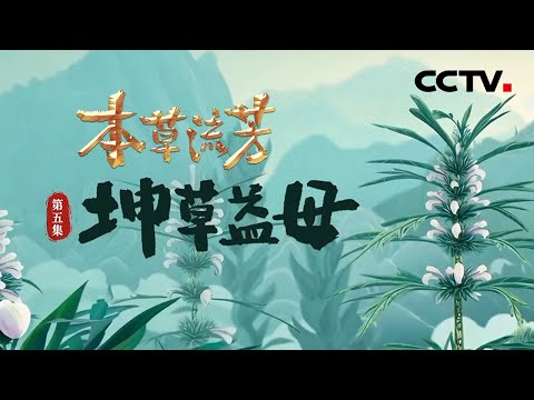武则天曾用它制作美容配方,古希腊产妇用它缓解分娩痛楚,“坤草”益母如何呵护女性健康?《本草流芳》 第5集 坤草益母 | CCTV「本草流芳」
