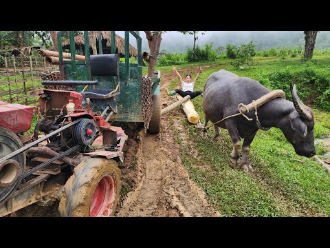 Agricultural vehicle transporting timber to exploit super large jackfruit trees