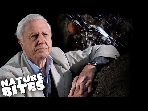 David Attenborough Explains: Deadly Creatures! | Nature Bites