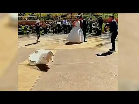 Lustige Tiere, die Freude in deinen Tag bringen ♥