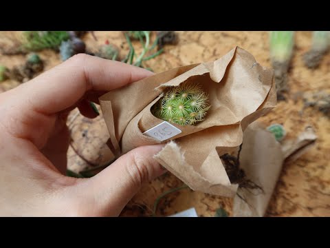 КАКТУСЕНОК.РФ / РАСПАКОВКА посылки с КАКТУСАМИ и суккулентами!