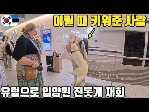 Jindo dog adopted to Northern Europe, will it recognize the person who raised it in Korea when it...