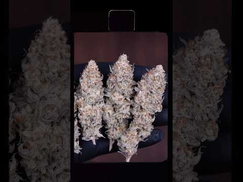 Organic Holy Bananas 🍌 Full Grow Cycle | Gaia Green