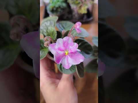 Фиалки в горошек семейства Hunter' s 💖💖💖