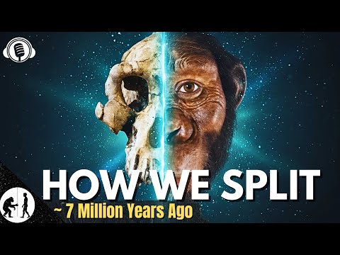 Why Chimps Didn’t Become Us - The Split That Made Humans | Boring Sapiens