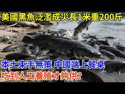 美國黑魚泛濫成災長到1米重200斤，本土束手無策，中國吃貨端上餐桌，吃到人工養殖才夠供？#科普 #熱門 #中國高鐵 #國際觀點 #大國工程