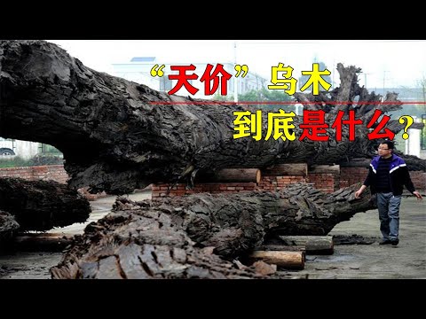 卖到“天价”的乌木到底是什么？它凭什么卖这么贵？
