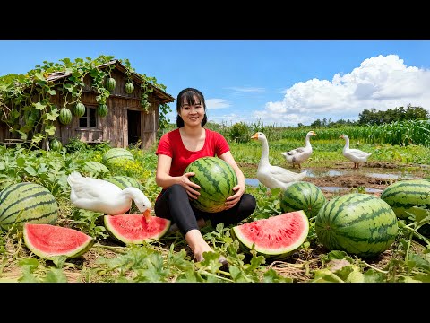 TIMELAPSE -- 228 Days Harvesting 1000+ Giant Forest Watermelon & Use Truck Transport, Go to Sell