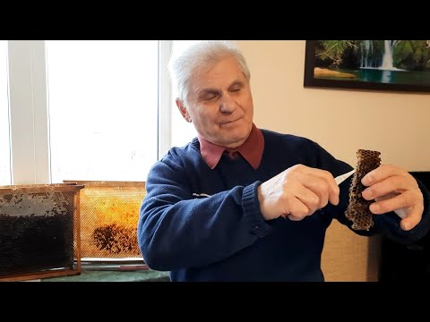 Bee bread: how to choose and how to use