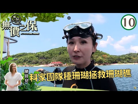 陳貝兒  科家團隊於海南用二十年時間種了15萬棵珊瑚，拯救滅亡珊瑚礁系統 | 無窮之路 II - 無價之保 #10 | 陳貝兒 | 粵語中字 | TVB 2022