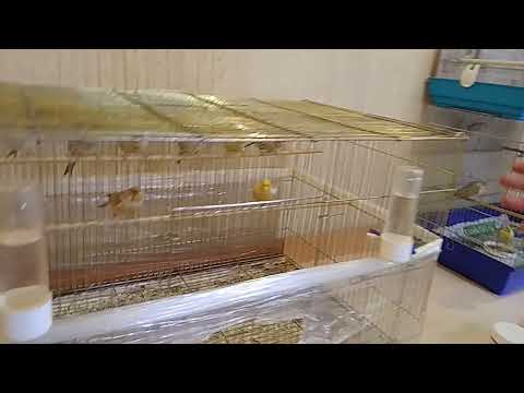 В гостях у любителя канареек ( 16.12.21.)