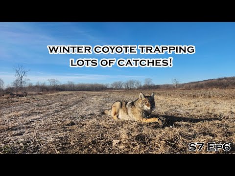WINTER COYOTE TRAPPING! Lots of Catches! | VLOG | S7 Ep 6