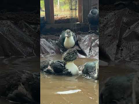 Muscovy Ducklings #homestead #ducks #ducklings #chickens #selfsufficiency