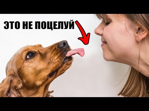 Отвратительная причина, почему Собаки ЛИЖУТ ВАС!