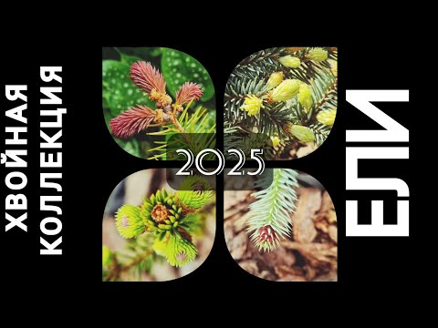 РЕДКИЕ ЕЛИ. ХВОЙНАЯ КОЛЛЕКЦИЯ 2025