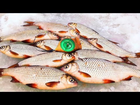 КРУПНА ПЛОТВА на гірлянду. ПОПАВ НА РИБУ. Рибалка на плотву 2025