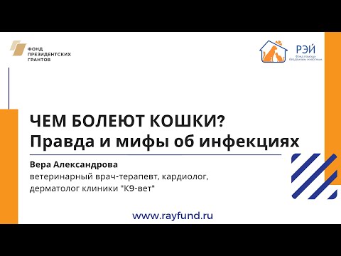 Чем болеют кошки? Правда и мифы об инфекциях