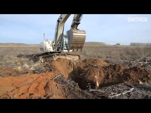 Plantations de peuplier