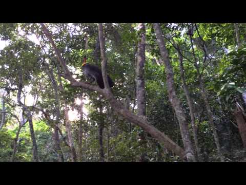 Australian Brush Turkey