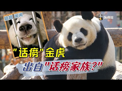 金虎的二姐闽闽也是“话痨”,话痨基因源自家族?探寻金虎家族故事,从外婆雷雷到妈妈竹韵到外甥灵岩,揭秘金虎话痨的原因