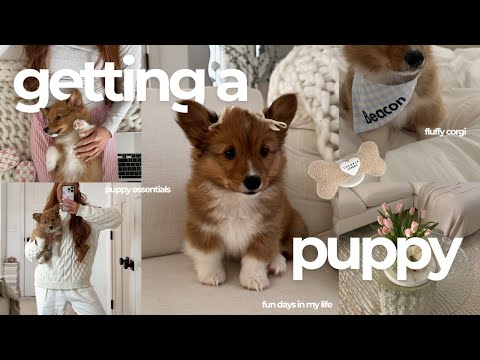 getting a PUPPY vlog 🐾🐶🎀  first 24 hours at home with my corgi puppy!